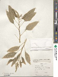 Amaranthus cruentus image