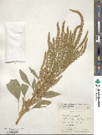 Amaranthus hypochondriacus image