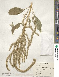 Amaranthus hypochondriacus image