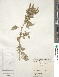 Amaranthus hybridus image