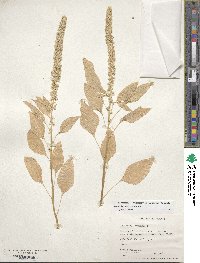 Amaranthus hypochondriacus image