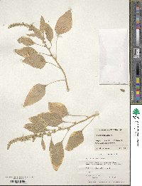 Amaranthus hybridus image