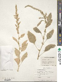 Amaranthus hybridus image