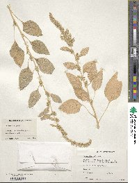 Amaranthus hybridus image