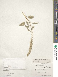 Amaranthus caudatus image