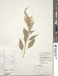 Amaranthus hybridus image