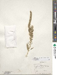 Amaranthus hypochondriacus image