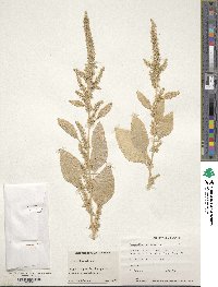 Amaranthus hybridus image