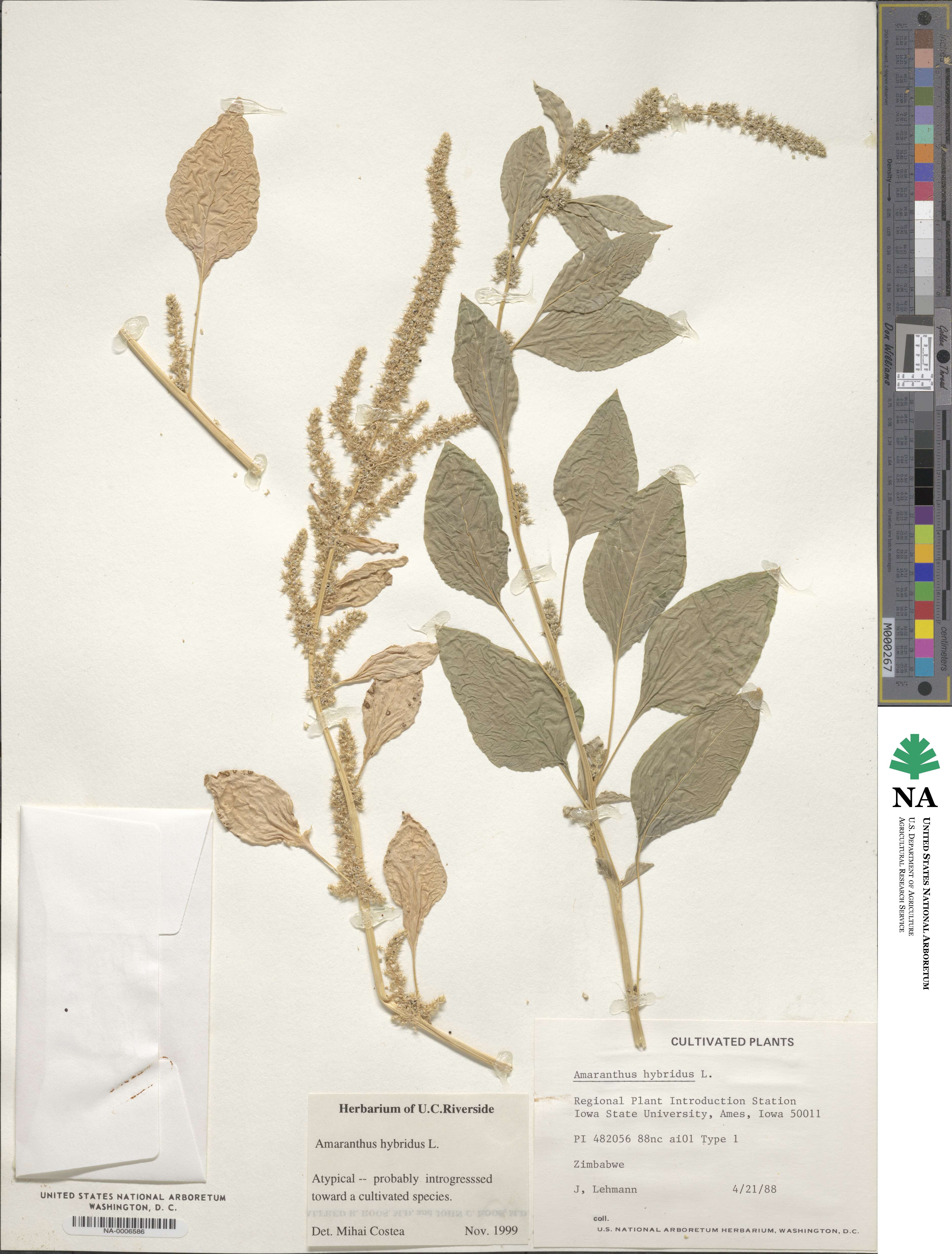 Amaranthus hybridus image