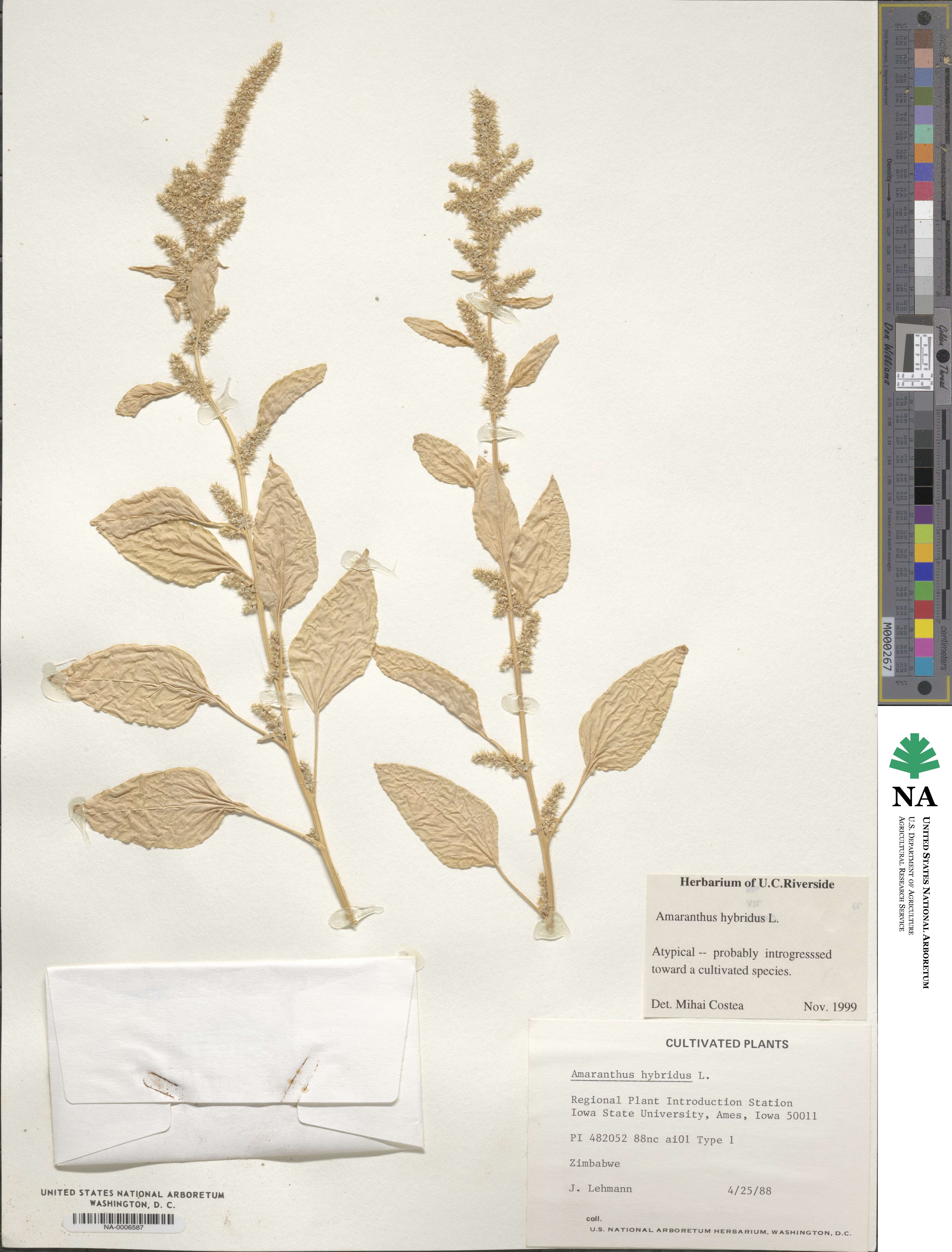 Amaranthus hybridus image