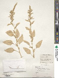 Amaranthus hybridus image