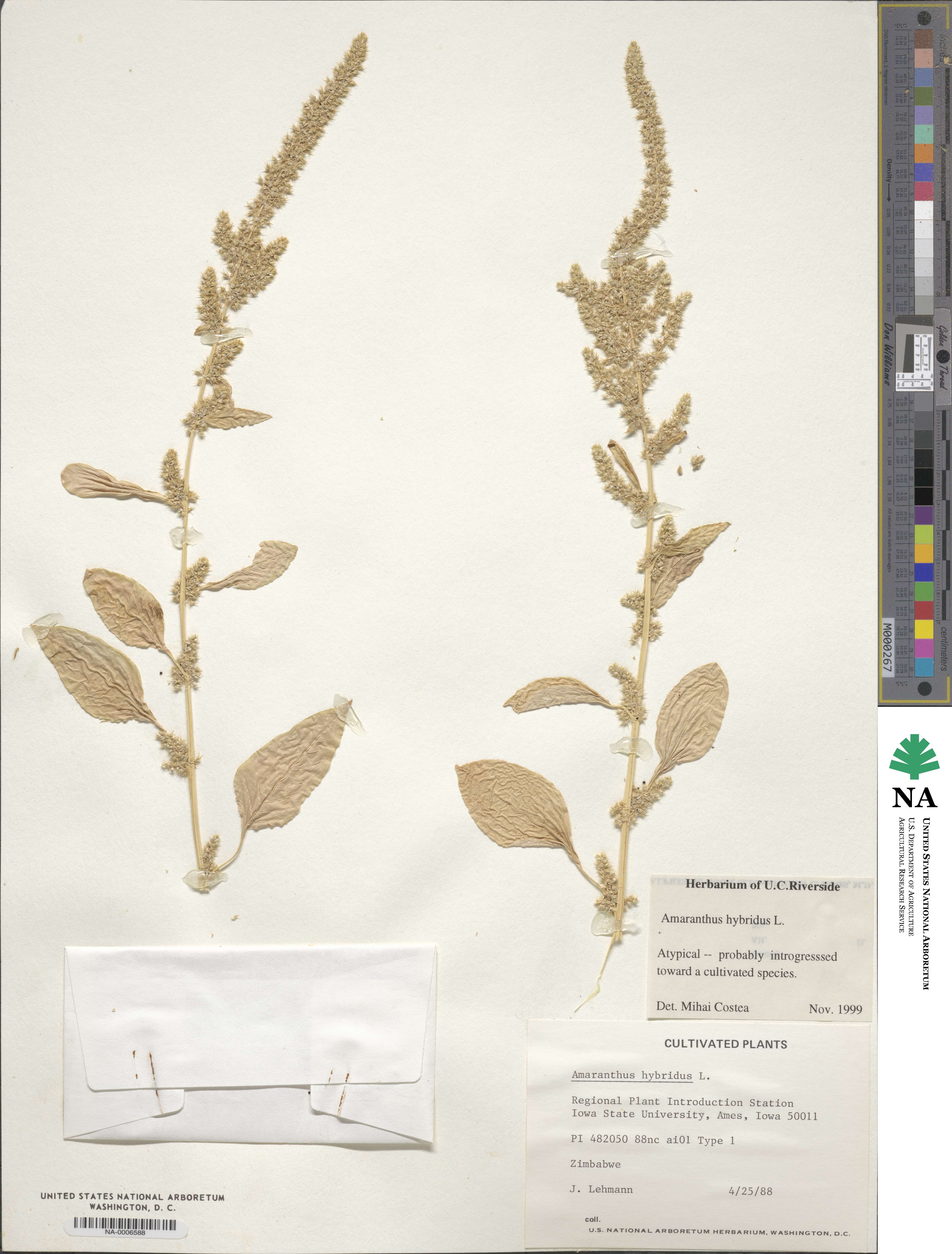 Amaranthus hybridus image