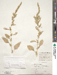 Amaranthus hybridus image