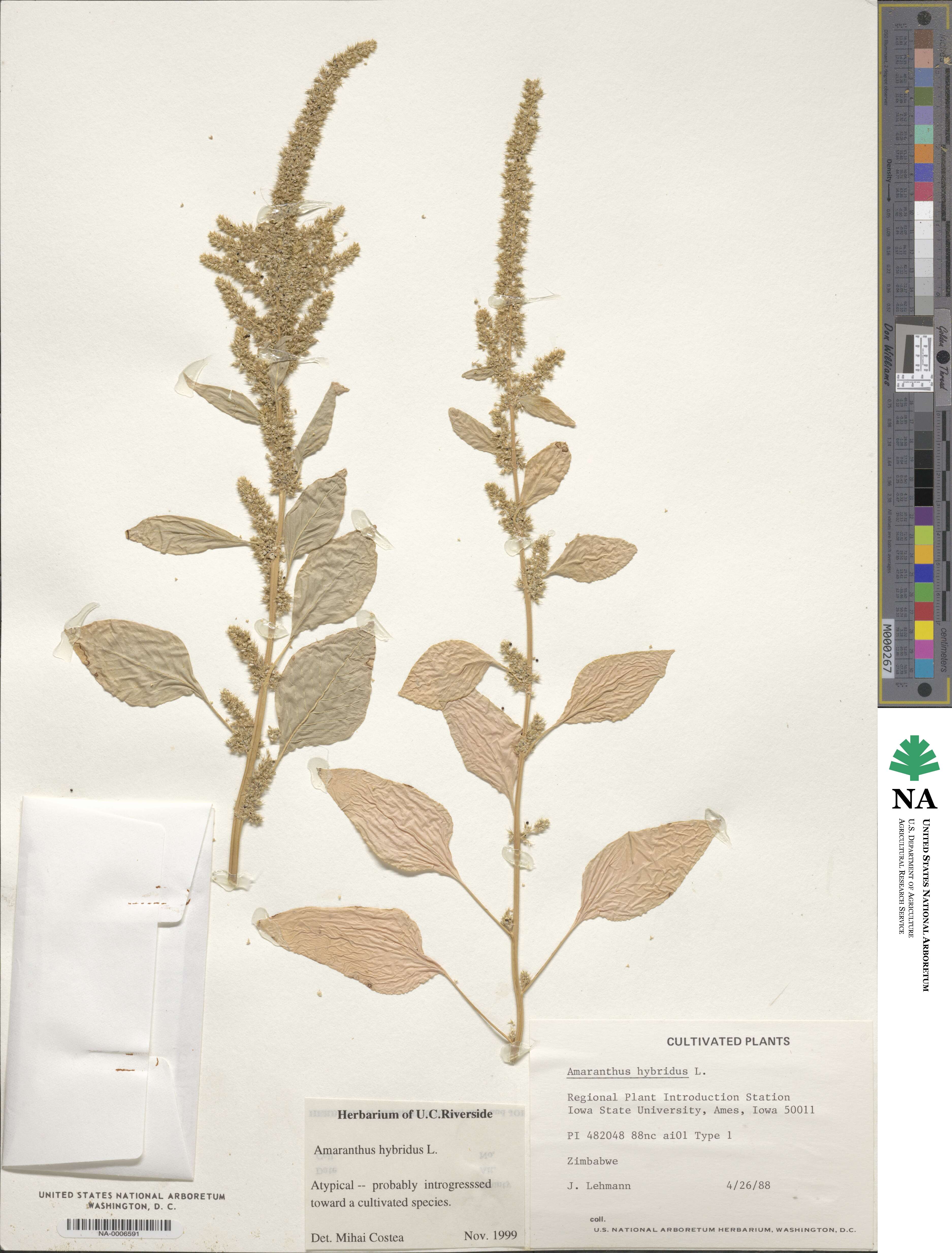 Amaranthus hybridus image