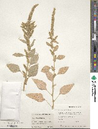 Amaranthus hybridus image