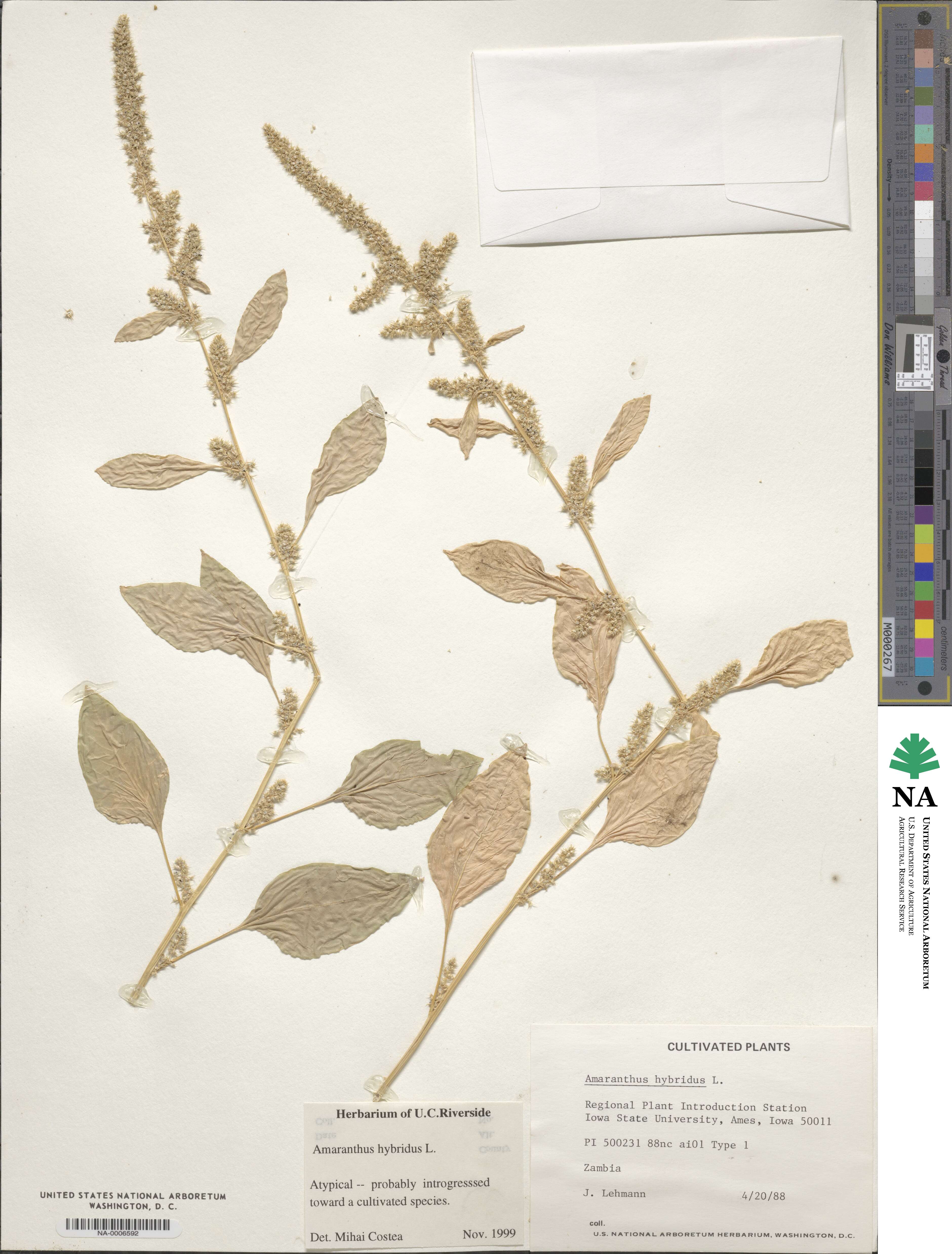 Amaranthus hybridus image