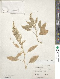 Amaranthus cruentus image