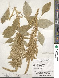 Amaranthus hypochondriacus image