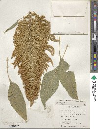 Amaranthus cruentus image