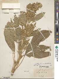 Amaranthus hypochondriacus image