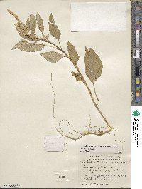 Amaranthus caudatus image