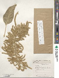 Amaranthus caudatus image