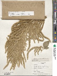 Amaranthus caudatus image