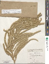 Amaranthus caudatus image