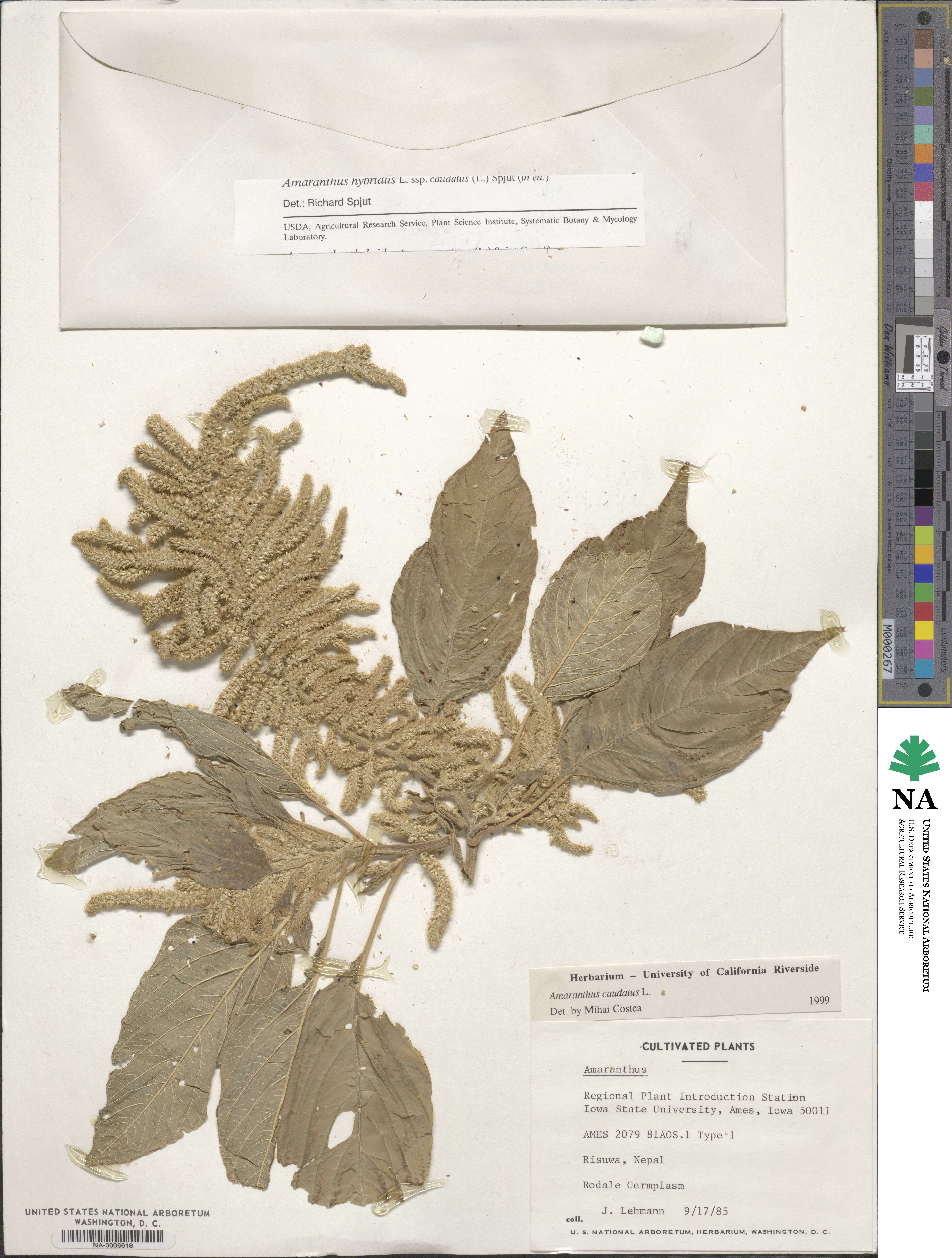 Amaranthus caudatus image