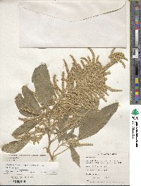 Amaranthus caudatus image