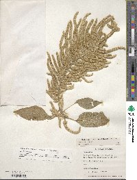 Amaranthus caudatus image