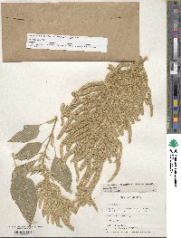 Amaranthus caudatus image