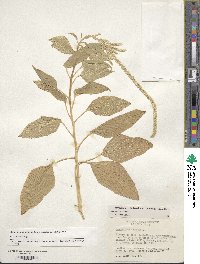 Amaranthus caudatus image