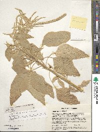 Amaranthus caudatus image