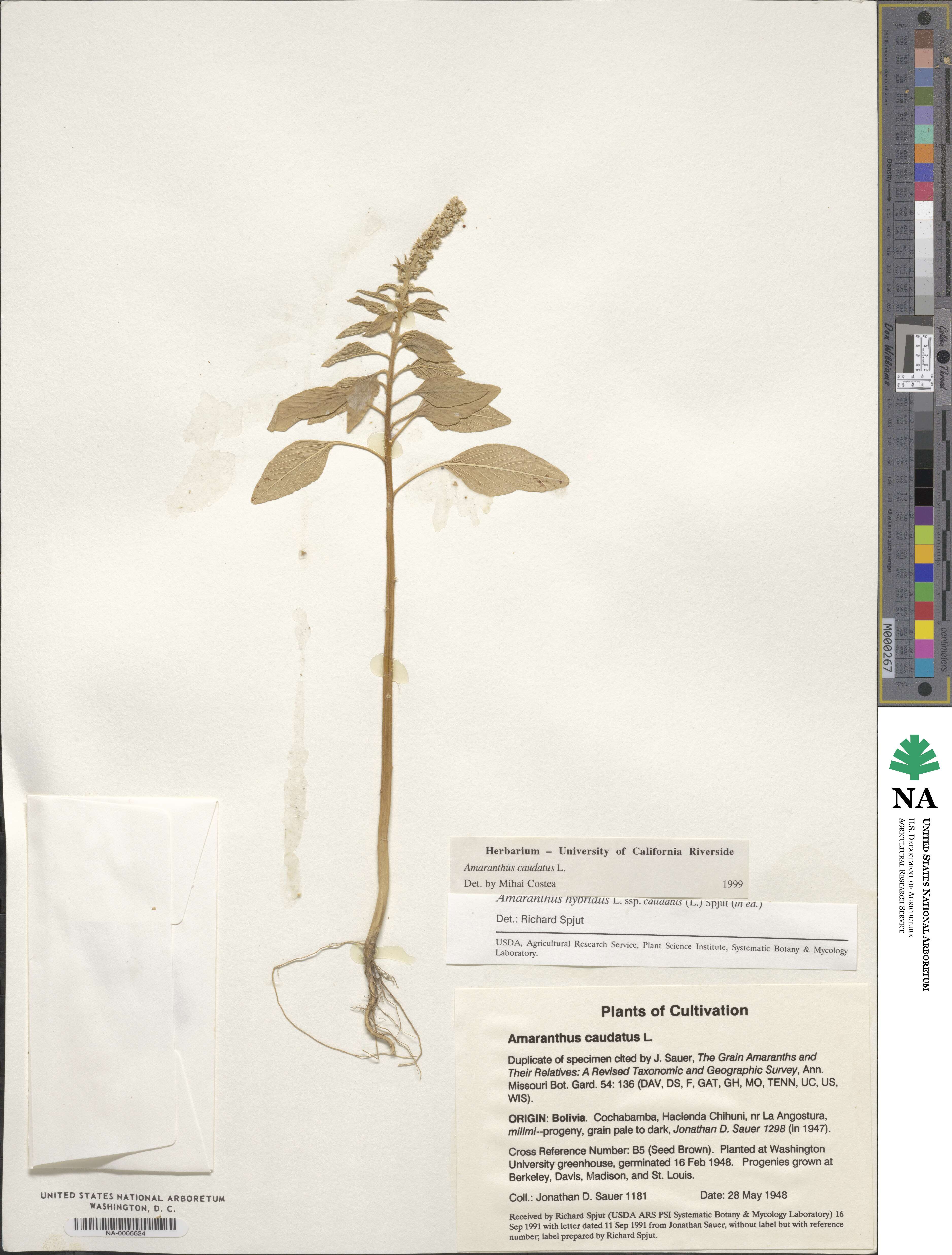 Amaranthus caudatus image
