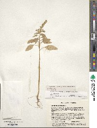 Amaranthus caudatus image