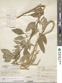 Amaranthus caudatus image