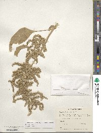 Amaranthus cruentus image