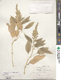 Amaranthus cruentus image