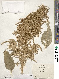 Amaranthus cruentus image