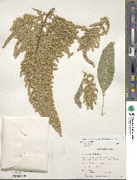 Amaranthus cruentus image