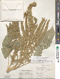 Amaranthus cruentus image