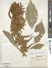 Amaranthus cruentus image