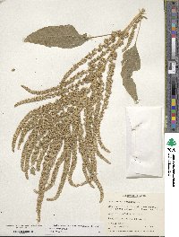 Amaranthus cruentus image