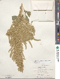 Amaranthus cruentus image