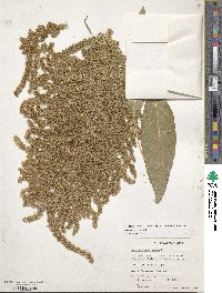 Amaranthus cruentus image