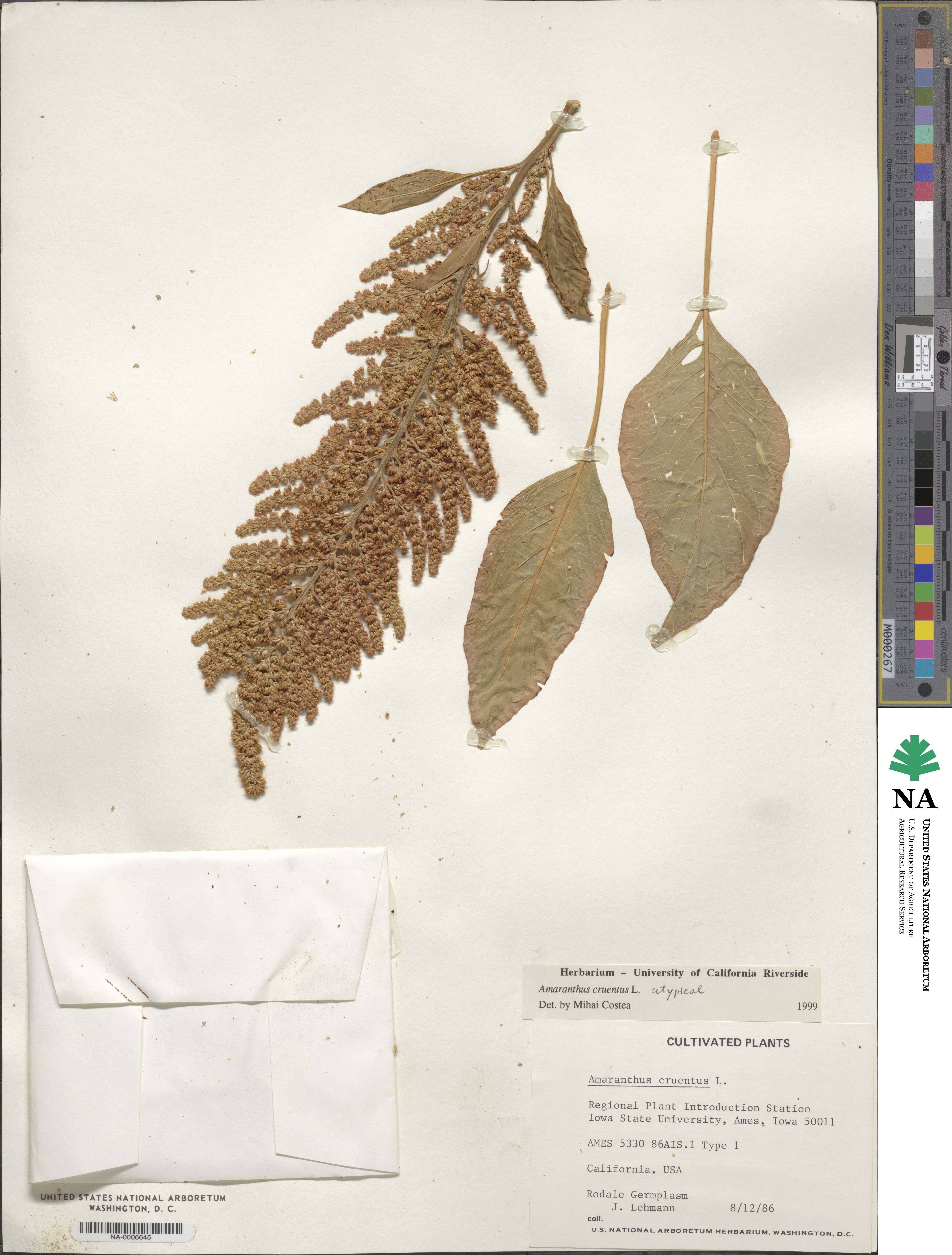 Amaranthus cruentus image
