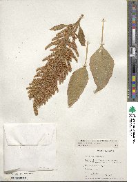 Amaranthus cruentus image