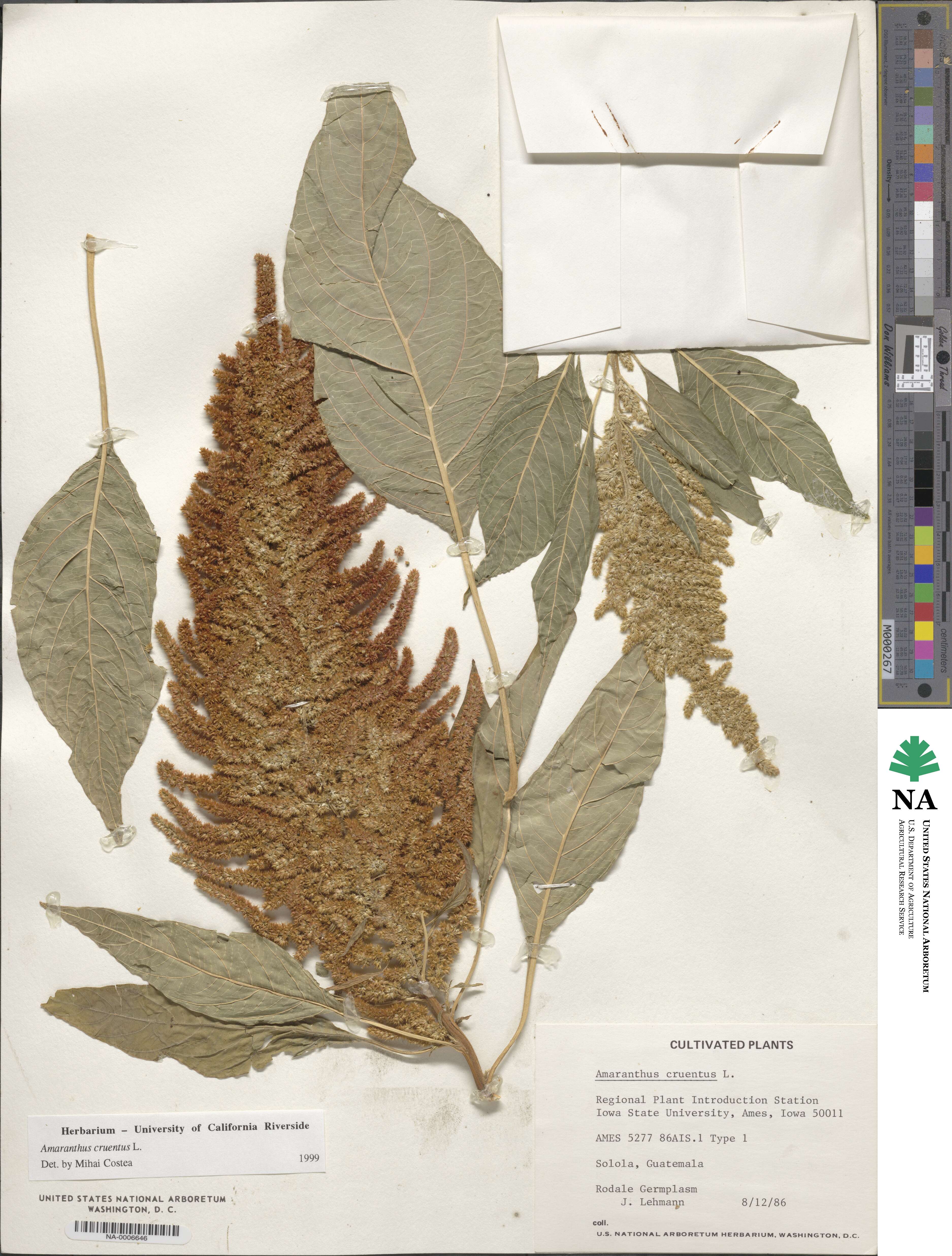 Amaranthus cruentus image