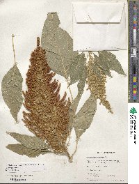 Amaranthus cruentus image